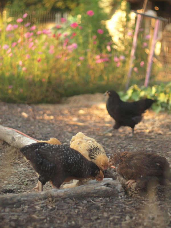 chicksgardendining