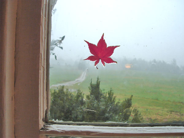 rainleafwindow