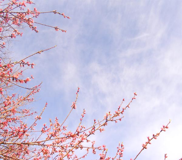 pinkblossombluesky