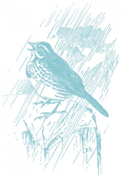 bird-singing-in-rain-copy