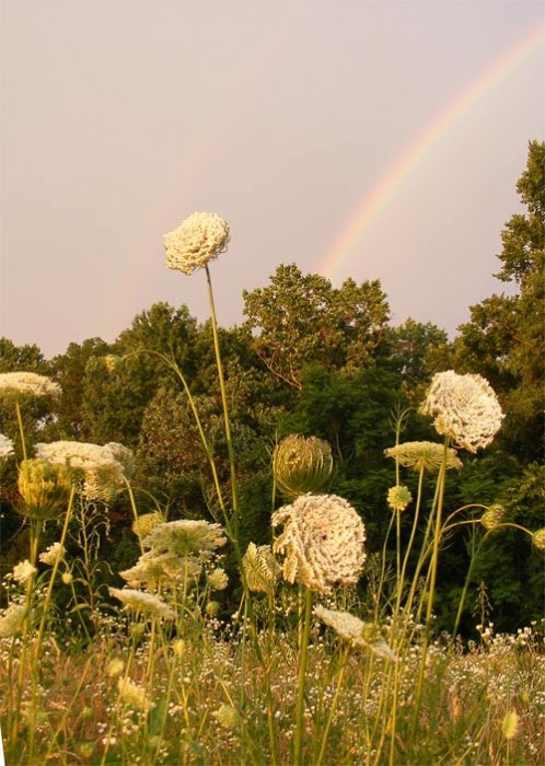 lace&rainbows