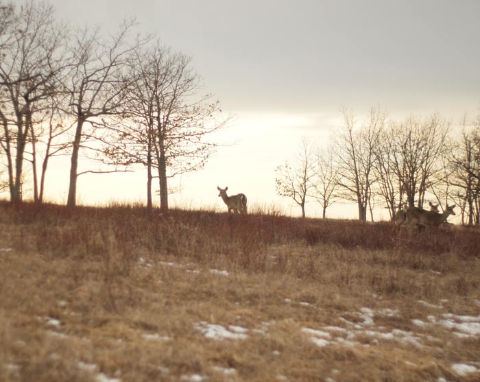 bigmeadowsdeer