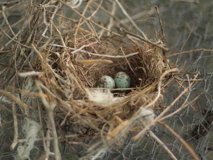 nest