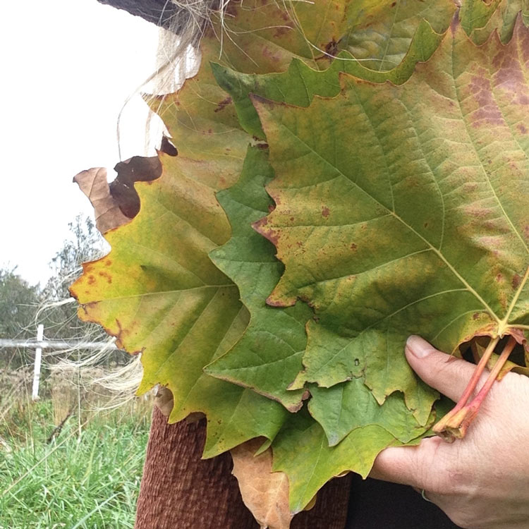 sycamoretreasure