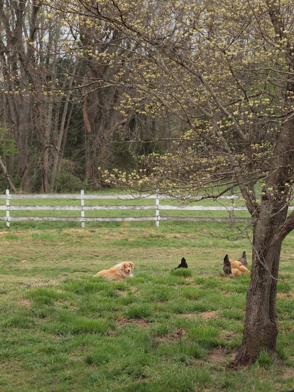 pippin-and-hens