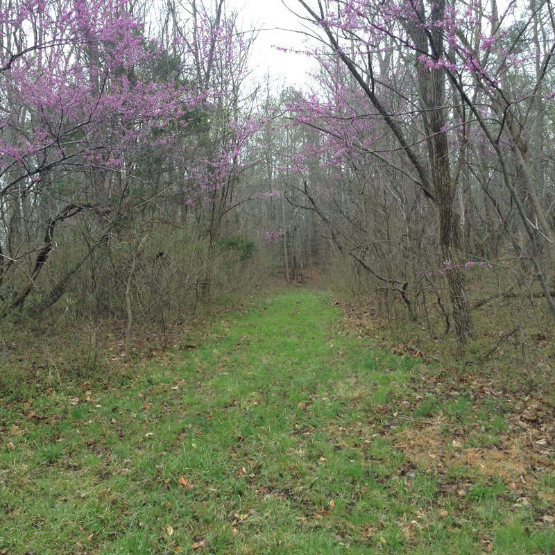 redbud-door