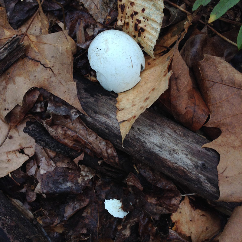 woodland-easter-egg