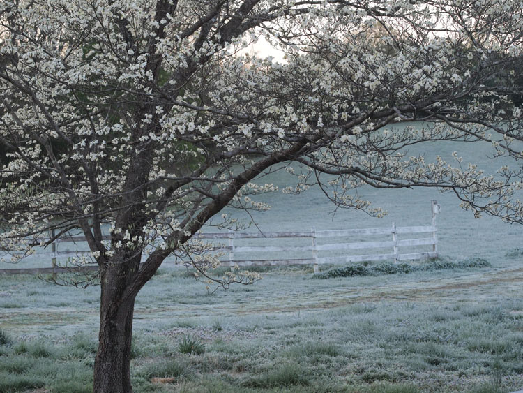 dogwoodfrost