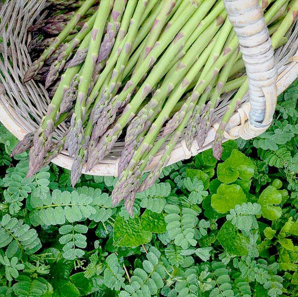 early-morning-asparagus-again-again