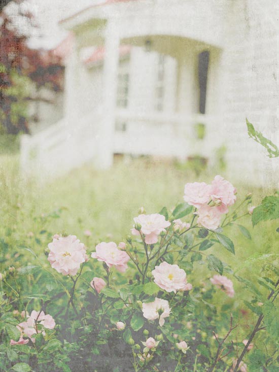 pink-roses-front-porch-gauzy