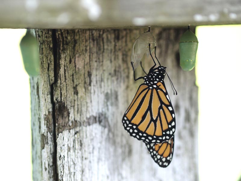 monarch-and-chrysalises-empty